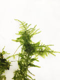 Christmas Moss -Versicularia daubenyana aquarium moss for sale. Aquarium Plant for sale. Christmas moss close up on white.