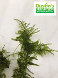 Christmas moss for sale close up