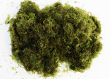 Christmas Moss -Versicularia daubenyana aquarium moss for sale. Aquarium Plant for sale. Christmas moss batch on white