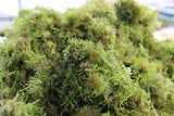 Christmas Moss -Versicularia daubenyana aquarium moss for sale. Aquarium Plant for sale. Christmas moss large clumps.