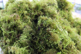 Christmas Moss -Versicularia daubenyana aquarium moss for sale. Aquarium Plant for sale. Christmas moss large clump