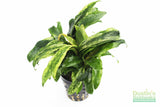 Anubias barteri var. glabra "pinto" hybrid