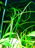 crinum calamistratum for sale on Dustin's Fishtanks