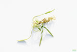 Crypt Hole Aquarium Plants For Sale_Cryptocoryne_crypt