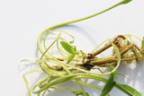 Crypt Hole Aquarium Plants For Sale_Cryptocoryne_crypt