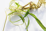 Crypt Hole Aquarium Plants For Sale_Cryptocoryne_crypt