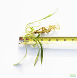 Crypt Hole Aquarium Plants For Sale_Cryptocoryne_crypt