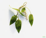 Crypt Hole Aquarium Plants For Sale_Cryptocoryne_crypt