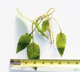 Crypt Hole Aquarium Plants For Sale_Cryptocoryne_crypt