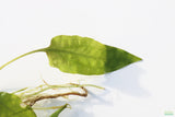 Crypt Hole Aquarium Plants For Sale_Cryptocoryne_crypt