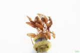 Crypt Hole Aquarium Plants For Sale_Cryptocoryne_crypt