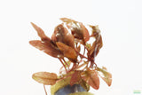Crypt Hole Aquarium Plants For Sale_Cryptocoryne_crypt