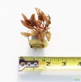 Crypt Hole Aquarium Plants For Sale_Cryptocoryne_crypt