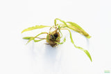 Crypt Hole Aquarium Plants For Sale_Cryptocoryne_crypt