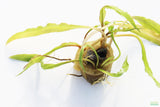 Crypt Hole Aquarium Plants For Sale_Cryptocoryne_crypt