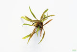 Crypt Hole Aquarium Plants For Sale_Cryptocoryne_crypt