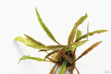 Crypt Hole Aquarium Plants For Sale_Cryptocoryne_crypt