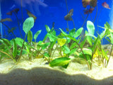 Crypt Wendtii Green_Cryptocoryne_Aquarium plants_aquarium plant for sale