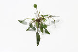 Cryptocoryne Petchii_Aquarium Plant for sale_Aquarium plants