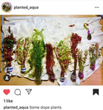 Our Best Selling “Beautiful Plants" Combo Get 4 plants for ONLY $24.95