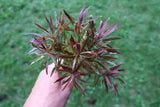 Eustralis Stellata_Very Strong Very Purple wild aquarium plant_Aquarium plants for sale