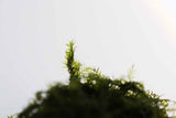 Fissidens Moss_Mosses_Aquarium Moss_Aquarium plants for sale