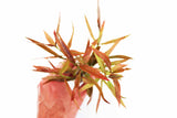 Hygrophila Cordata Red Gangster Red Aquarium Plant for sale_aquarium plants for sale_Aquascaping plant_red plants