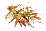 Hygrophila Cordata Red Gangster Red Aquarium Plant for sale_aquarium plants for sale_Aquascaping plant_red plants