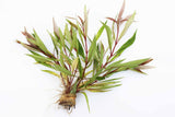Hygrophila Stricta (Red Stem UNIQUE Plant) 5-6 Stems