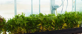 This is HALF of a 125 Gallon in natural daylight which is how we grow ALL of our Aquarium Plants.