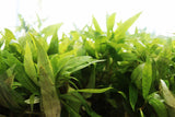 Hygrophila Salicifolia (Rugged background plant)