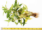 Hygro Salicifolia with it's wonderfly THICK Stems