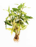 One Portion with 6 stems of this Awesome Hardy Aquarium Plant