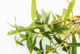Hygrophila Salicifolia (Rugged background plant)