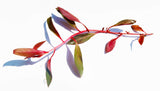 Ludwigia Peruensis_aquarium plant for sale_aquarium plants for sale