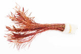 Ratala Wallichiii_Fluffy Red_Aquarium Plant For Sale_aquarium plants for sale