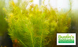 Mayaca Sellowiniana_Aquarium Plant for sale