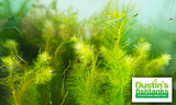 Mayaca Sellowiniana_Aquarium Plant for sale
