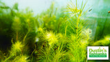Mayaca Sellowiniana_Aquarium Plant for sale