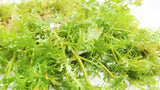 Water Wisteria The Hardiest Hygrophila_Hygrophila Difformis_Aquarium Plant_Aquarium Plants_Aquarium Plant For Sale
