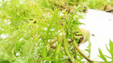 Water Wisteria The Hardiest Hygrophila_Hygrophila Difformis_Aquarium Plant_Aquarium Plants_Aquarium Plant For Sale