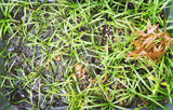 Dwarf Sagittaria Subulata (Easiest Foreground Plant)