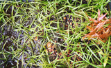 Dwarf Sagittaria Subulata (Easiest Foreground Plant)