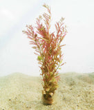 Rotala Rotundifolia Red_Aquarium Plant For sale