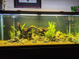 Dustin's Dirt Packs. (Aquarium Substrate Our own Premier Mix)