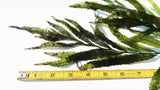 Bolbitis_Heudelotii_African Water Fern_aquarium_plant_for_sale