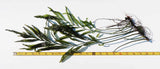 Bolbitis_Heudelotii_African Water Fern_aquarium_plant_for_sale