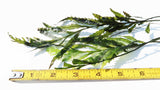 Bolbitis_Heudelotii_African Water Fern_aquarium_plant_for_sale