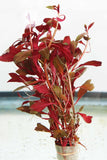 Ludwigia Peruensis_aquarium plant for sale_aquarium plants for sale