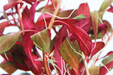 Ludwigia Peruensis_aquarium plant for sale_aquarium plants for sale